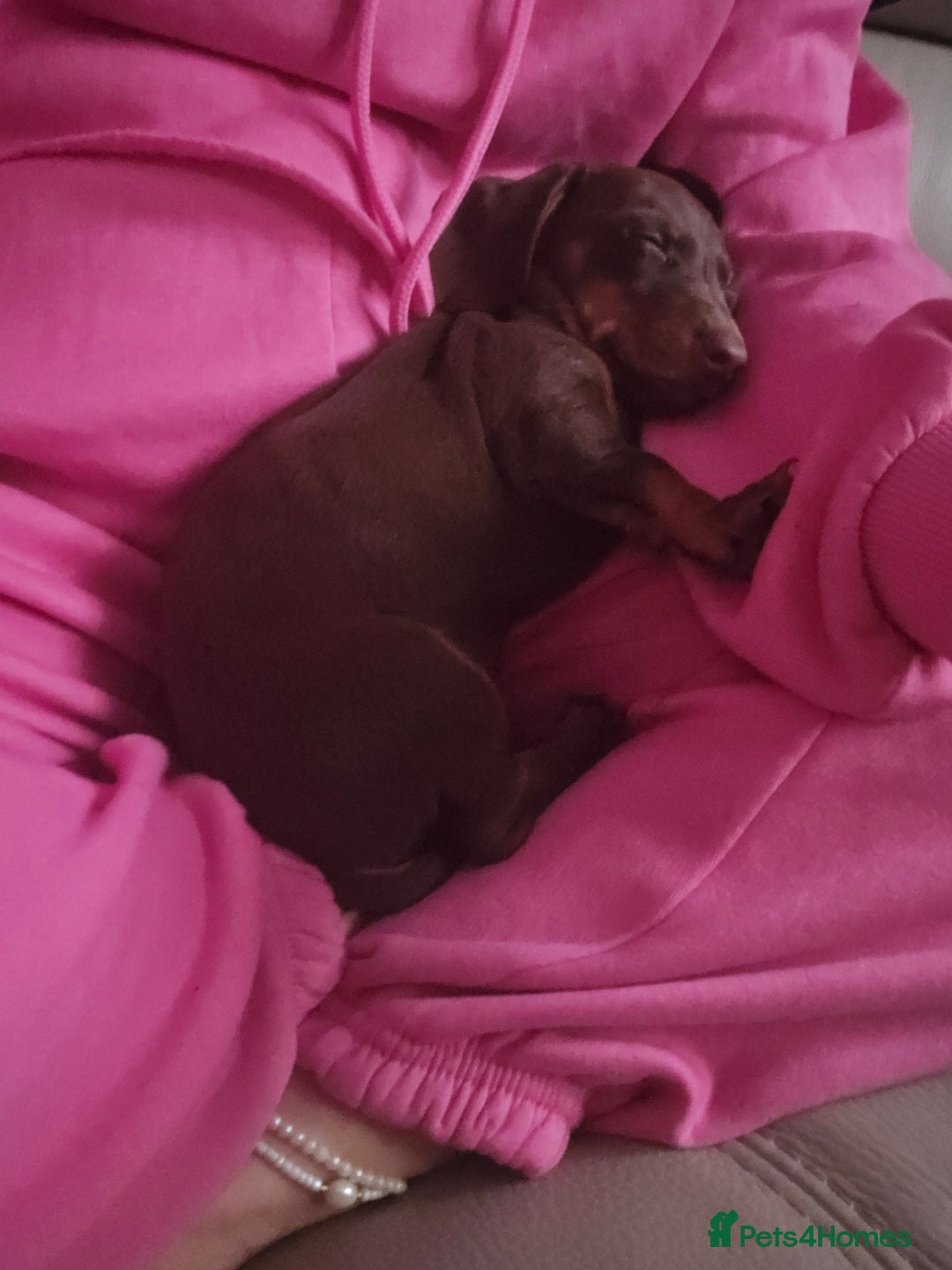 Miniature Dachshund dogs for sale: Galaxy Chocolate: Your Sweetest Adventure Awaits! - Image 9