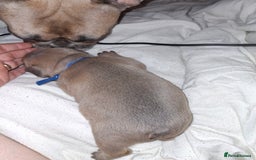 French Bulldog dogs for sale: French bulldog puppies  - Image 10