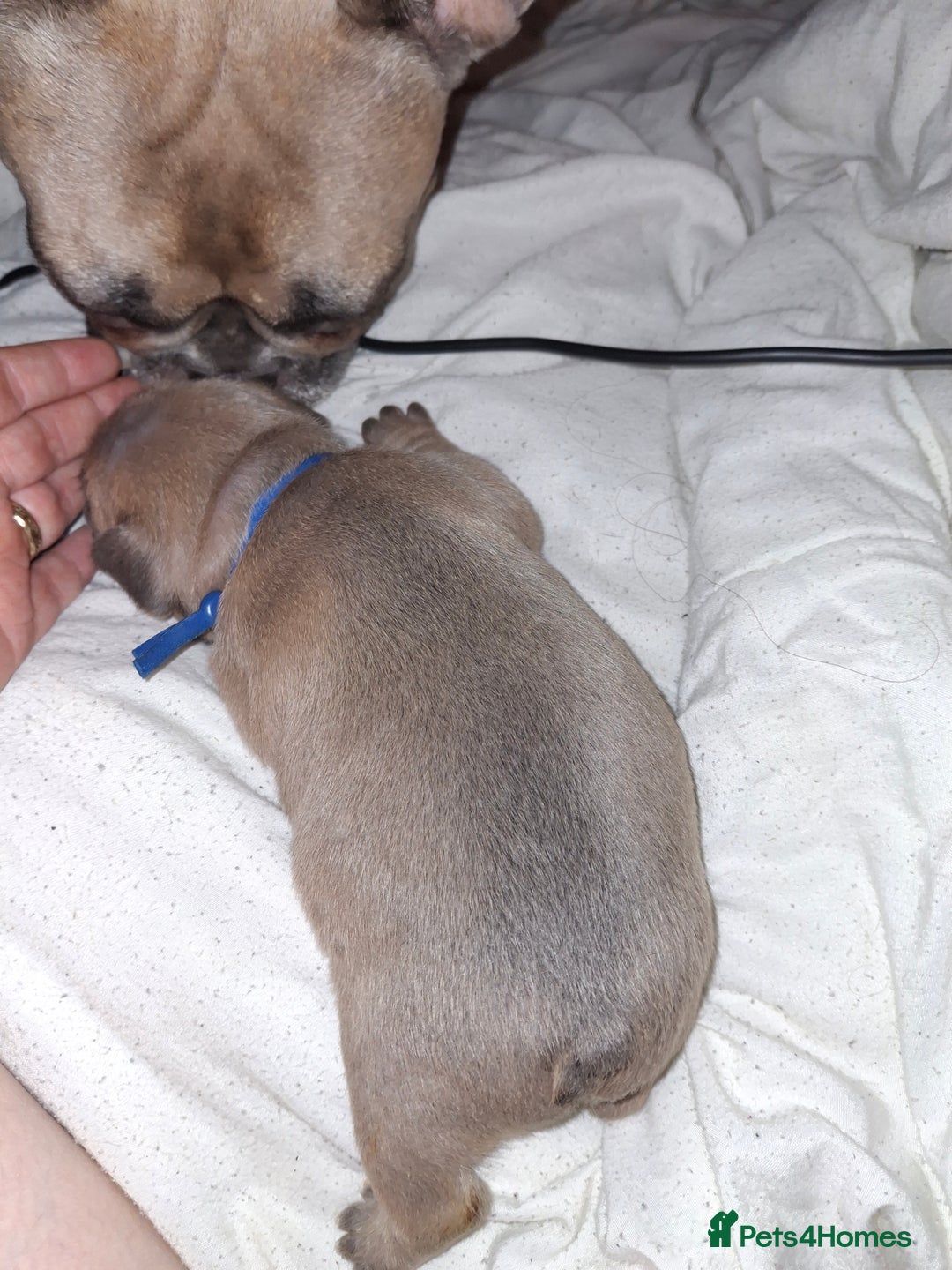 French Bulldog dogs for sale: French bulldog puppies  - Image 10
