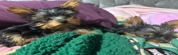 Yorkshire Terrier dogs for sale: 2x Tiny Yorkshire Terrier Puppies - Advert 7