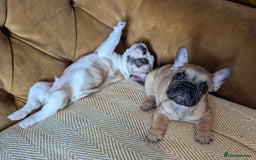French Bulldog dogs for sale: REDUCED Adorable French Bulldog Puppies  - Image 9