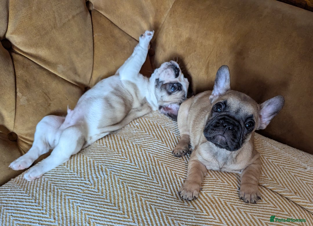French Bulldog dogs for sale: REDUCED Adorable French Bulldog Puppies  - Image 9