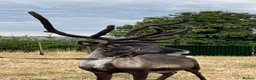 Mixed Breed livestock for sale: Reindeer for sale  - Advert 2