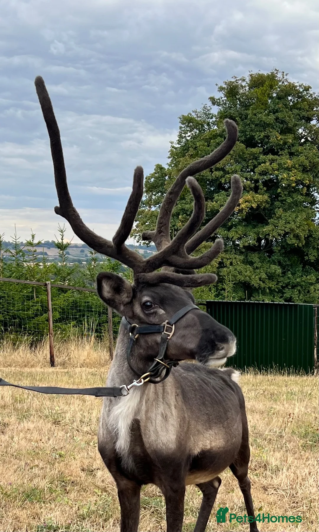 Mixed Breed livestock for sale: Reindeer for sale  - Advert 2