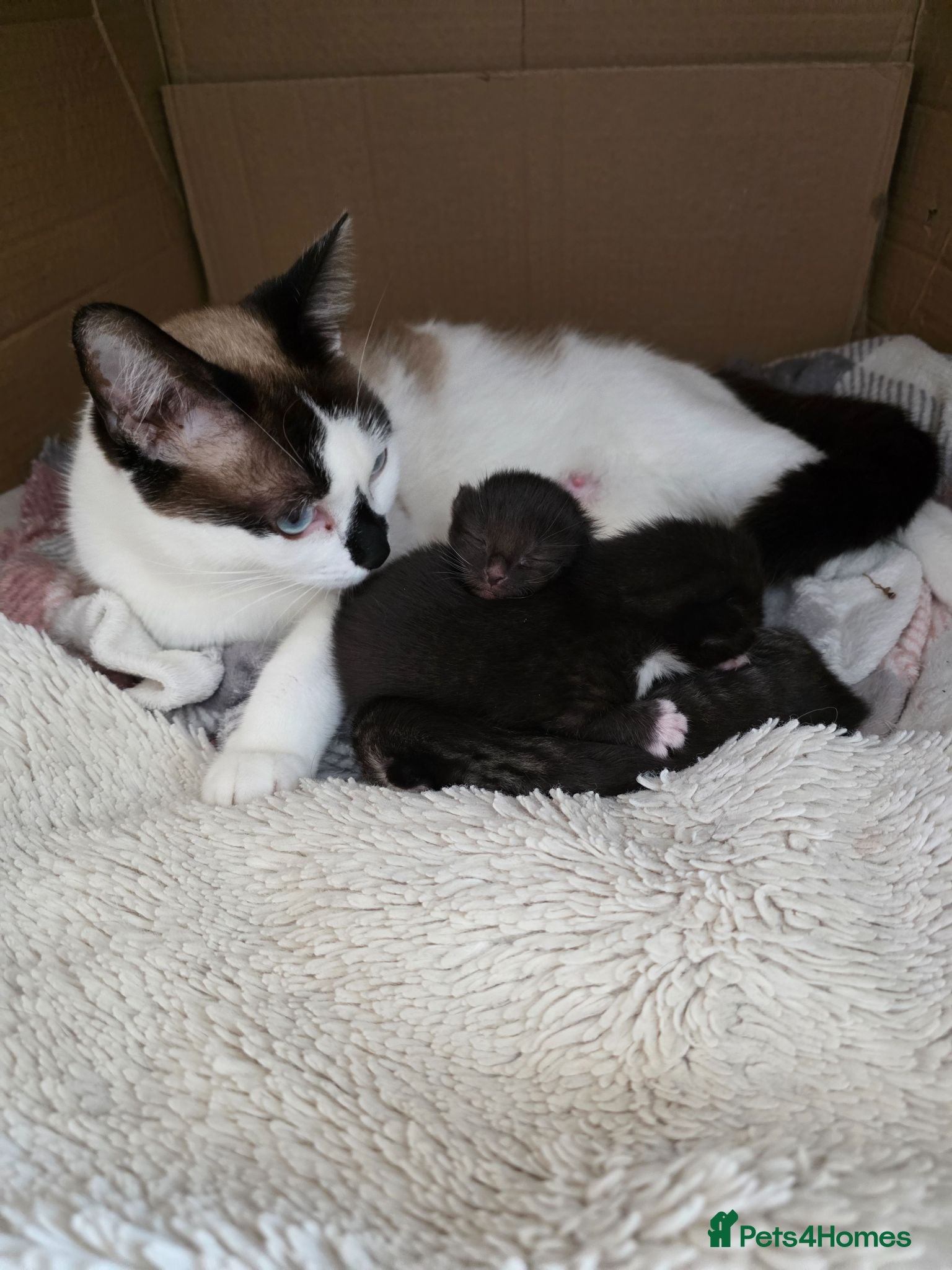 Mixed Breed cats 3 adorable kittens - Advert 2