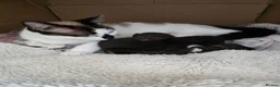 Mixed Breed cats for sale: 3 adorable kittens - Advert 1