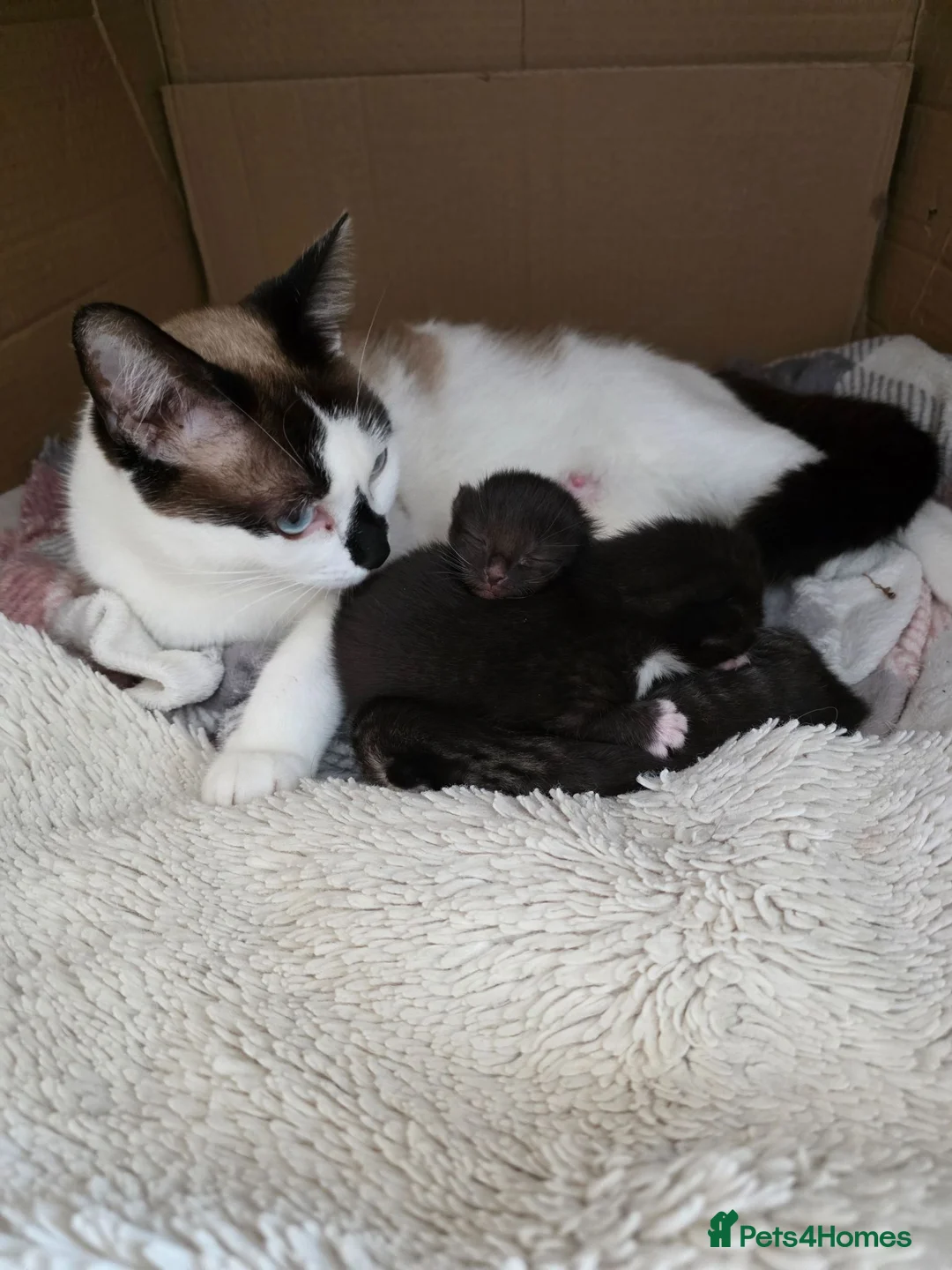 Mixed Breed cats for sale: 3 adorable kittens - Advert 1
