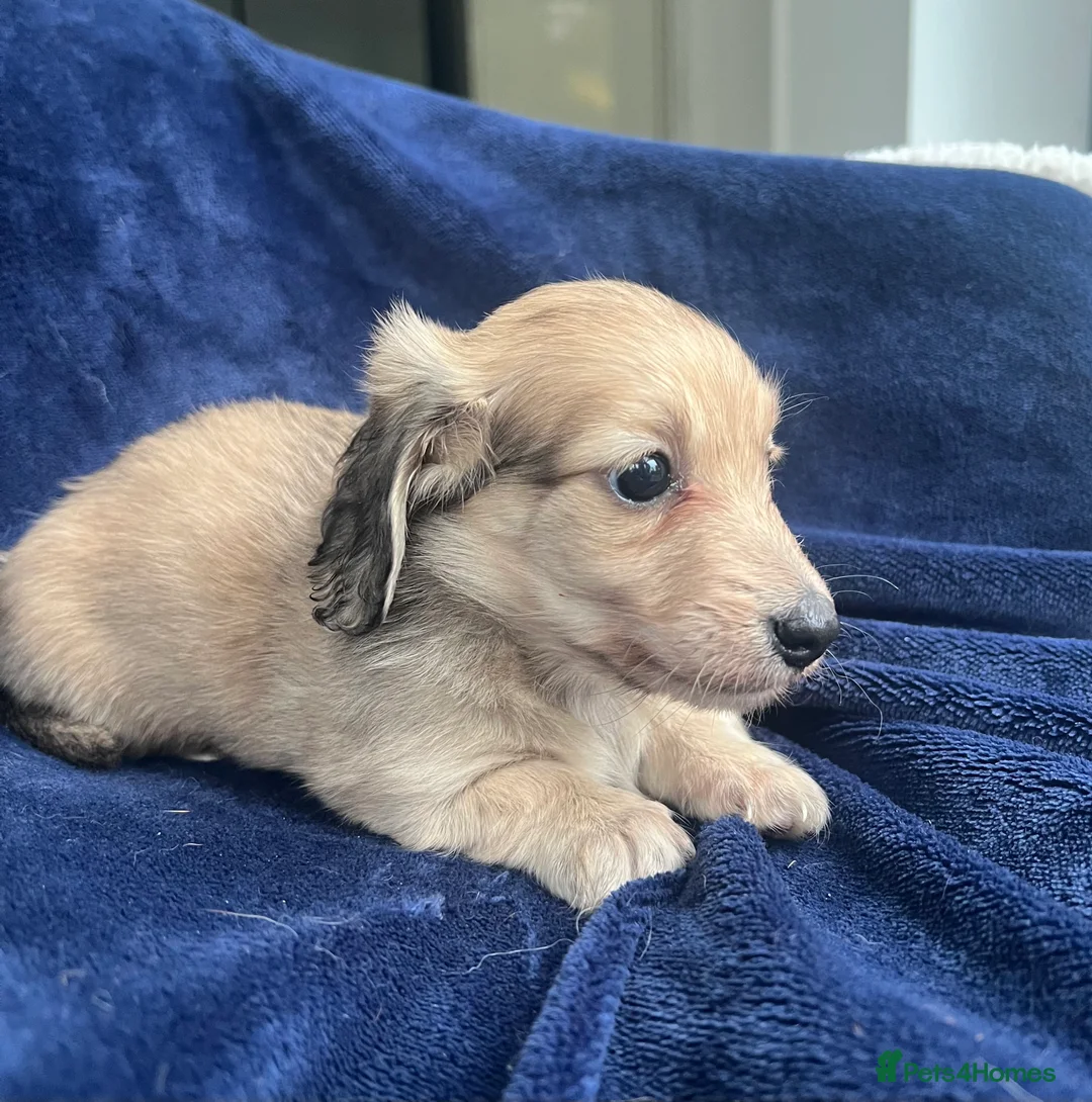 Miniature Dachshund dogs for sale: Shaded cream miniature dachshund girl - Advert 10