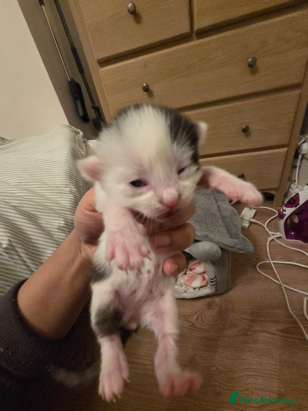 Mixed Breed cats for sale: RAGDOLL X SCOTTISH STRAIGHT  - Advert 9