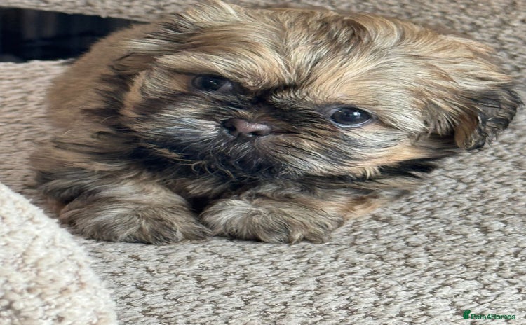 Shih Tzu dogs - Advert 6