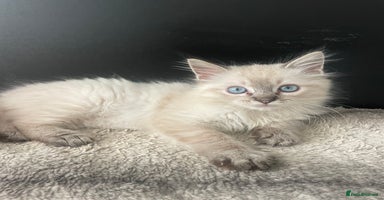 Ragdoll cats - Advert 1