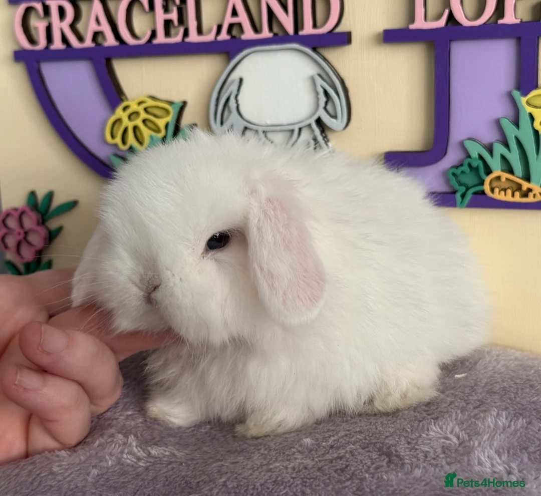 Mini Lop rabbits for sale: Doe and buck mini lops  - Advert 12