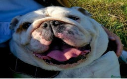 English Bulldog dogs for sale: Neil  - Image 2