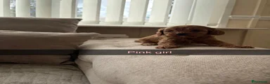 Cavapoo 6