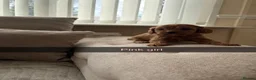 Cavapoo dogs for sale: Cavapoo puppies ruby red - Advert 14