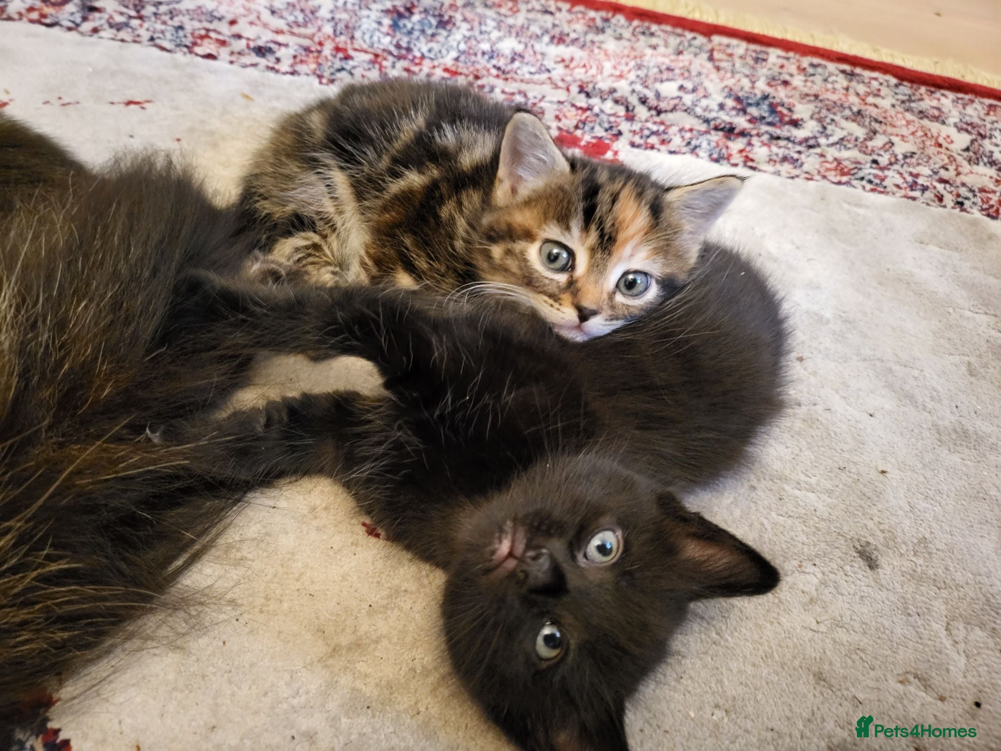 Mixed Breed cats 2x Gorgeous fluffy kittens. - Advert 10