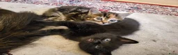 Mixed Breed cats for sale: 3 Gorgeous fluffy kittens. - Advert 9