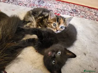Mixed Breed cats 2x Gorgeous fluffy kittens. - Advert 10
