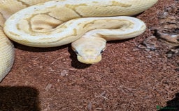 Python Snake reptiles for sale: Breeding trio of royal pythons - Image 8