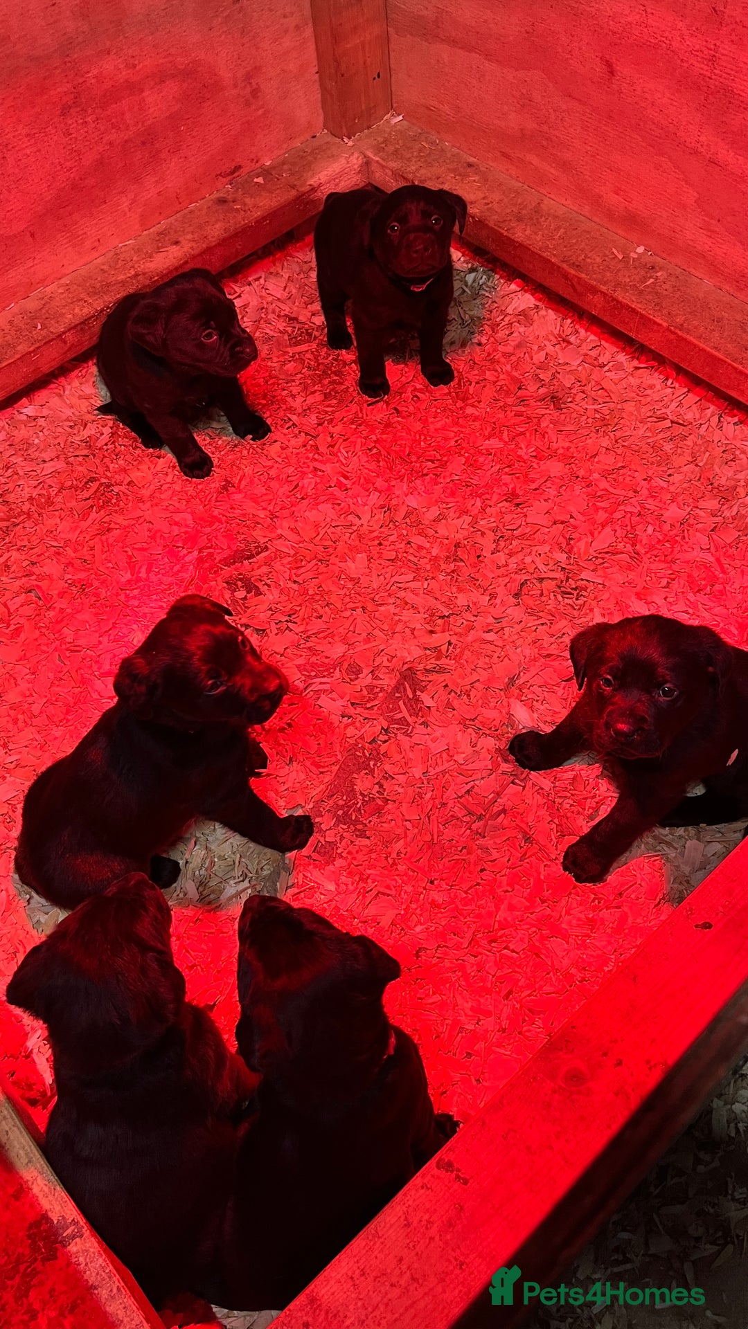 Labrador Retriever dogs for sale: KC Registered black Labrador Puppies for sale - Advert 6