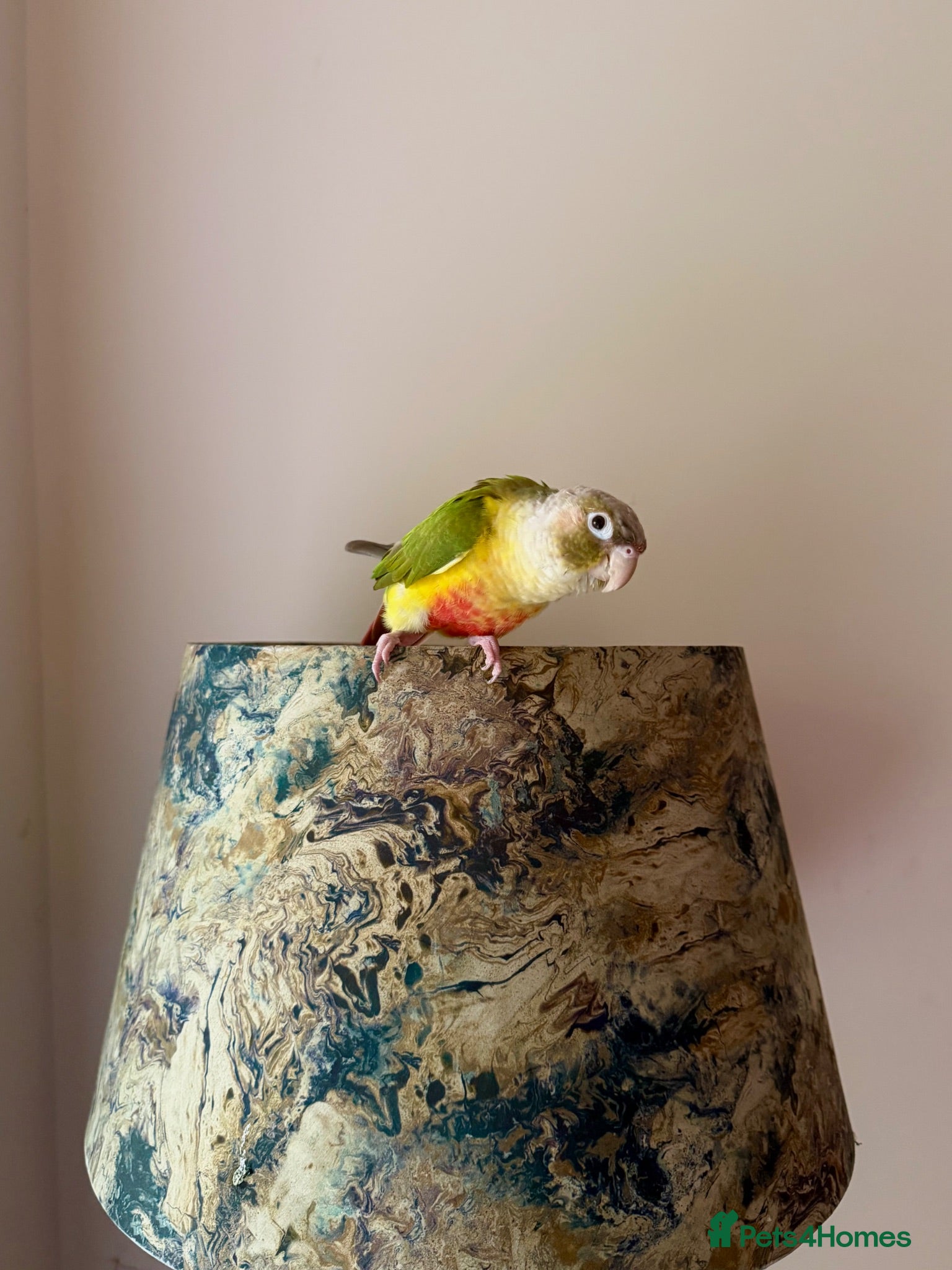 Conures birds Pineapple Green Cheek Conure - Advert 17