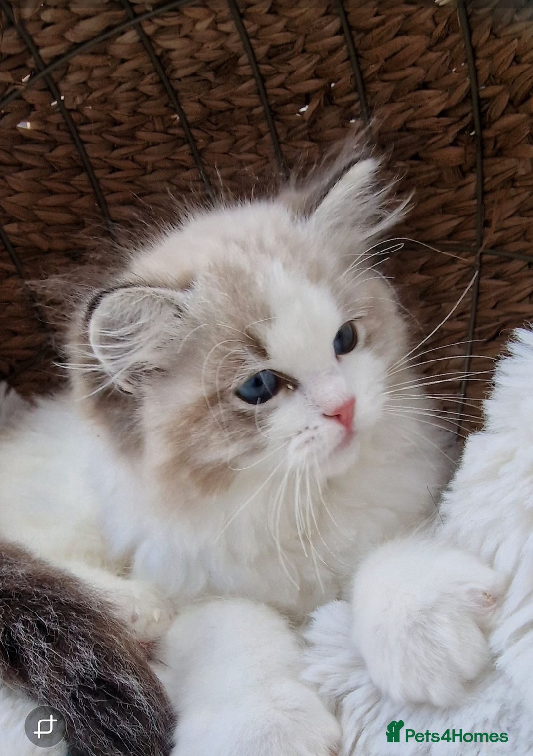 Ragdoll cats for sale: 🌸Stunning TICA🏆Kittens | Award winning cattery🌸 in Slough - Image 34