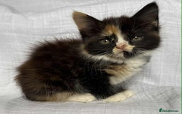 Mixed Breed cats for sale: Last black female left Turkish angora cross kitten - Image 8