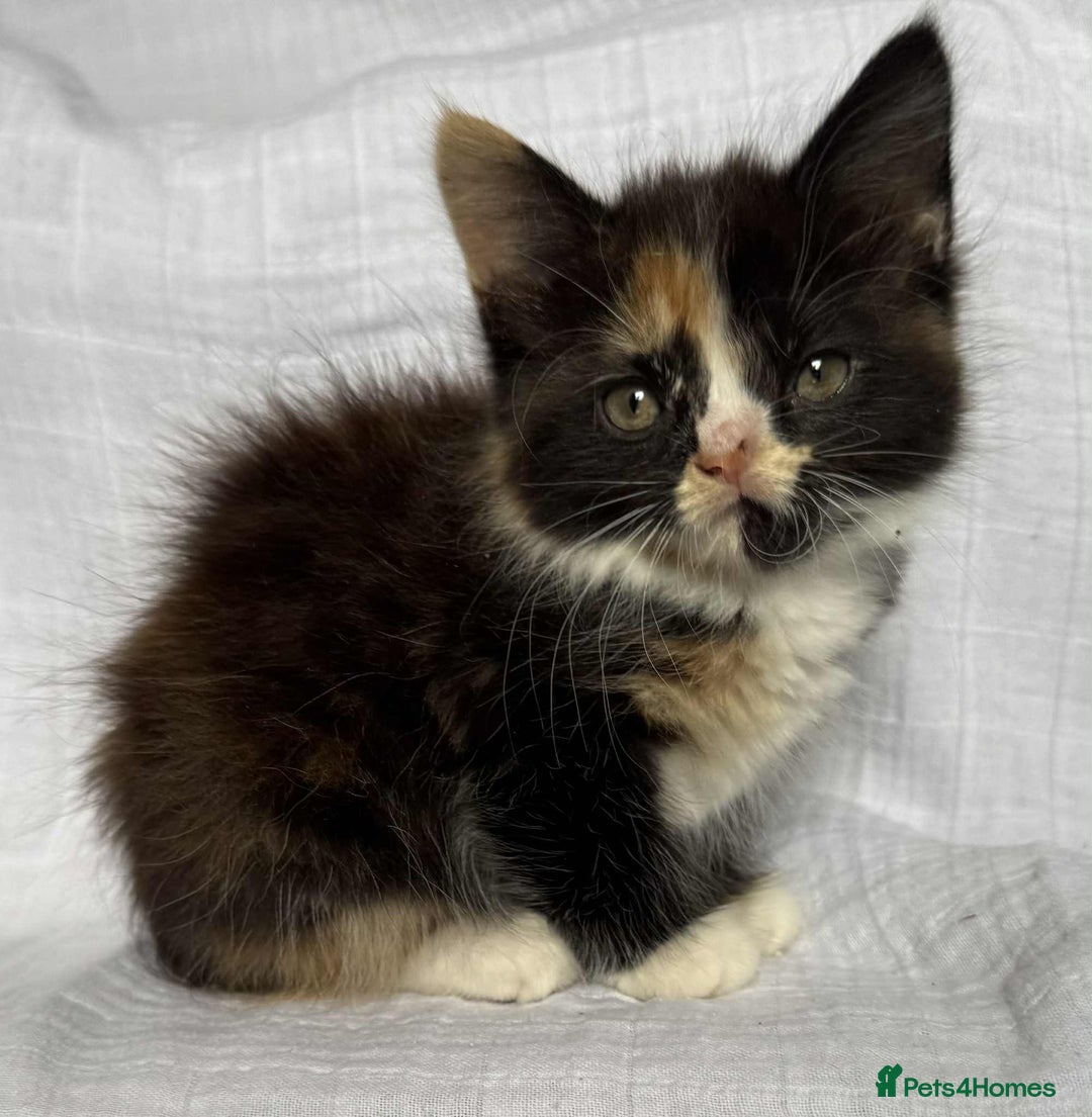 Mixed Breed cats for sale: Last black female left Turkish angora cross kitten - Image 8