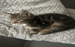 Mixed Breed cats for sale: Classic tabby boy ready for he’s forever home  - Image 3