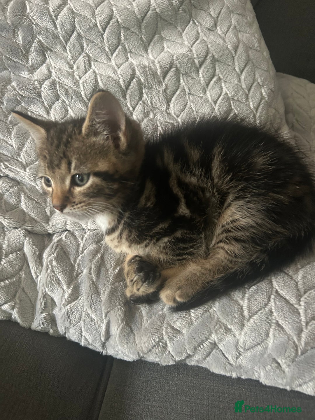 Mixed Breed cats for sale: Classic tabby boy ready for he’s forever home  - Image 3
