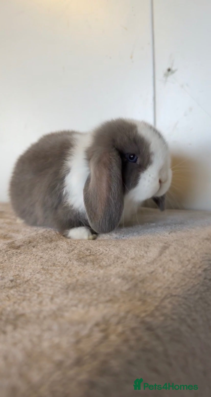 Mini Lop rabbits Pure mini lop rabbits to be reserved  - Advert 5