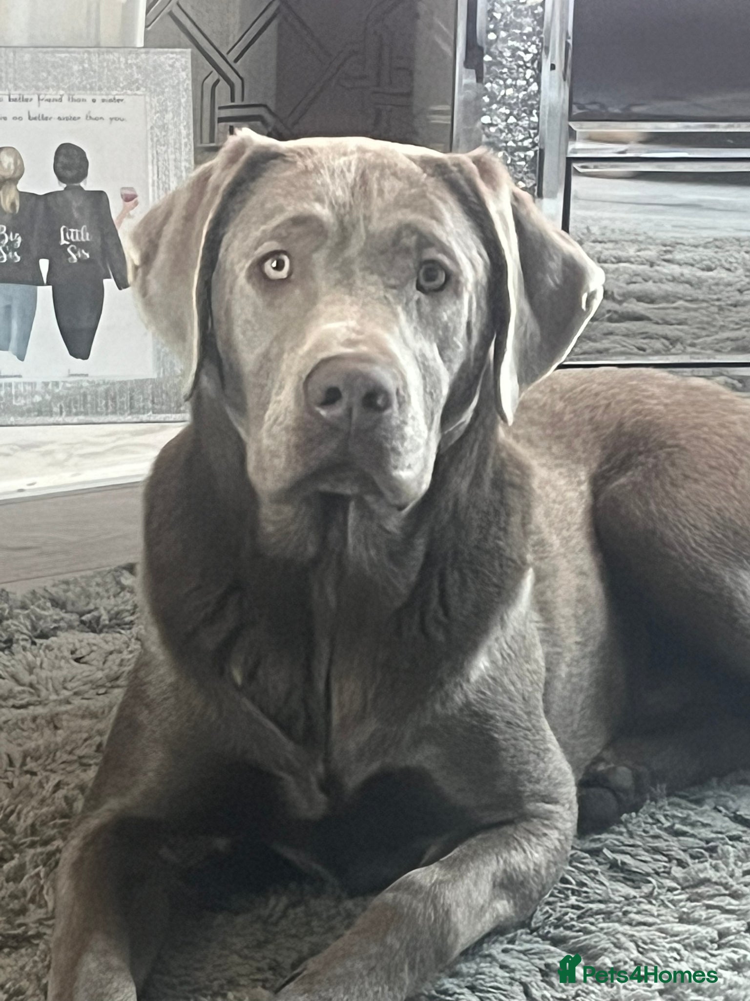 Labrador Retriever dogs 💥kc registered silver labrador stud💥 in Bishop Auckland - Advert 21