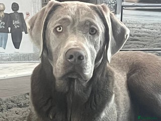 Labrador Retriever dogs in Bishop Auckland - Advert 2