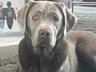 Labrador Retriever dogs 💥kc registered silver labrador stud💥 in Bishop Auckland - Advert 21