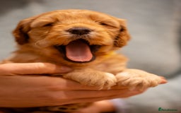 Cockapoo dogs for sale: Stunning F2b Miniature Cockapoos / Health Tested - Image 21