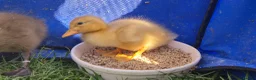 Ducks poultry for sale: One little saxony duckling looking for a home - Advert 1