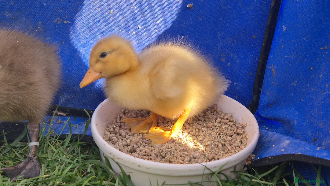 Ducks poultry for sale: One little saxony duckling looking for a home - Advert 1