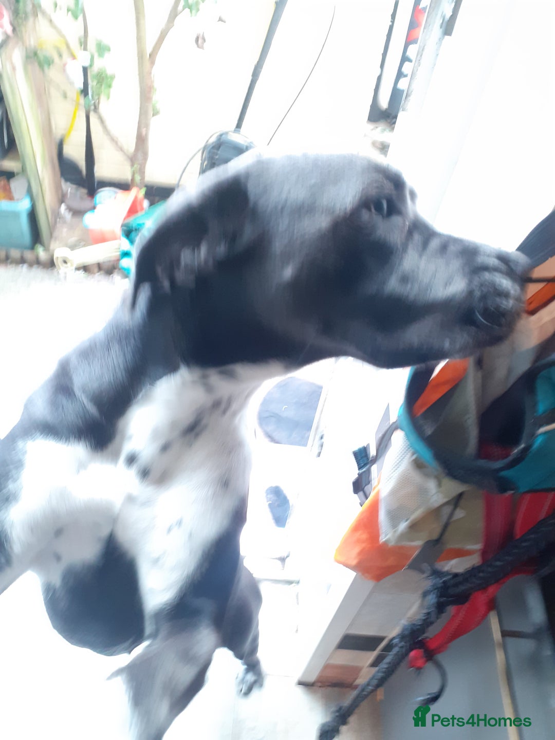 Mixed Breed dogs for sale: Pepper  - Image 3