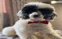 Toy Poodle dogs for stud: Parti Toy Poodle KCregistered PRA PRCD NEG proven - Image 17