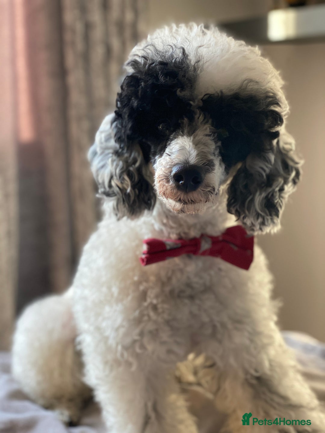 Toy Poodle dogs for stud: Parti Toy Poodle KCregistered PRA PRCD NEG proven - Image 17