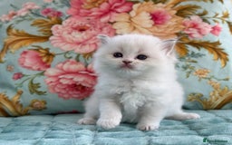 Ragdoll cats for sale: 1 boy 3 girls  - Image 18