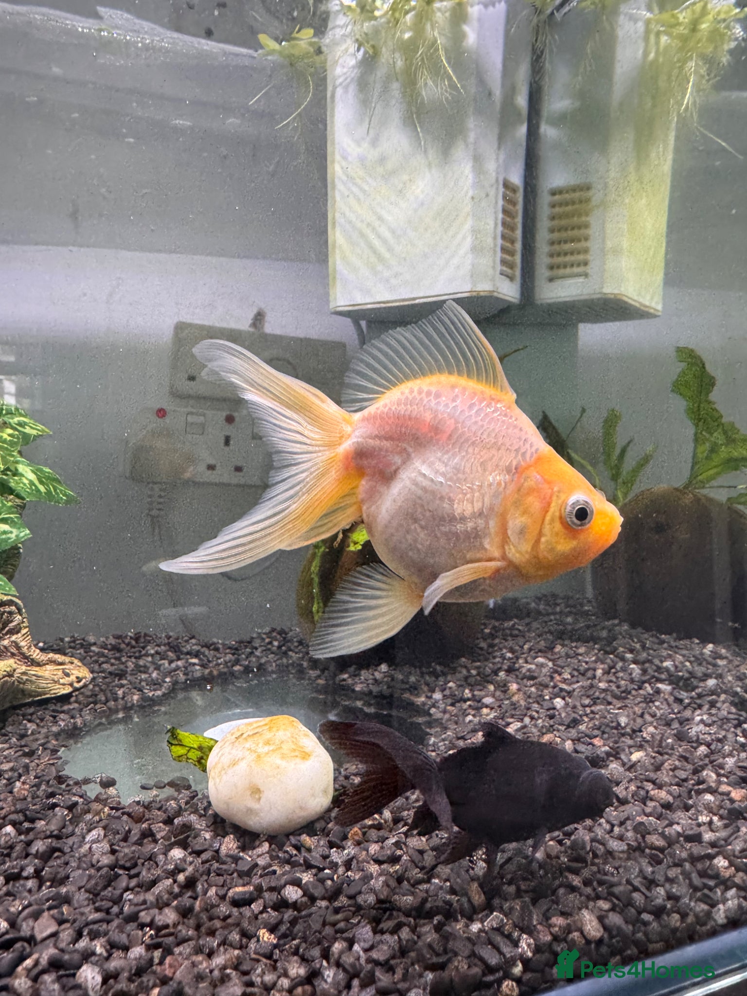 Bearded Dragon reptiles 2 fancy goldfish - Advert 4