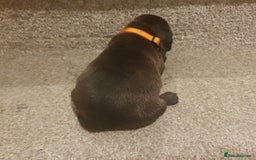 Staffordshire Bull Terrier dogs for sale: Staffordshire Bull Terrior Pups - 9 in total. - Image 17