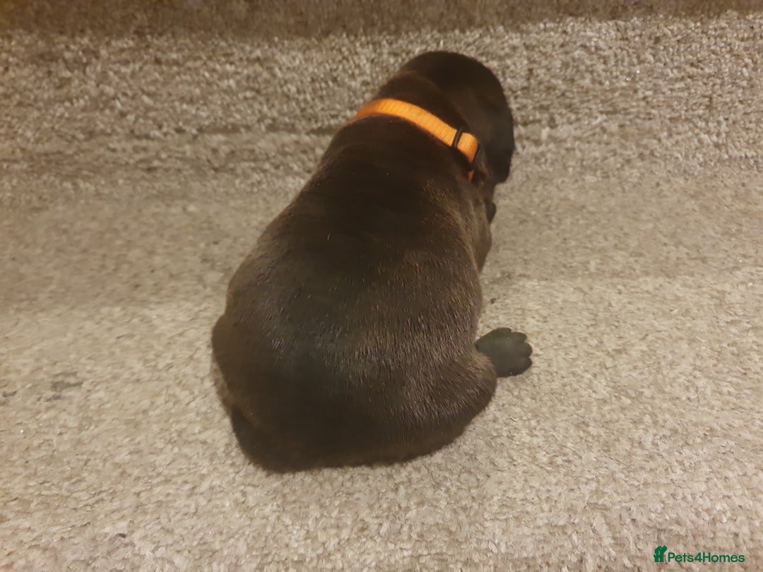 Staffordshire Bull Terrier dogs for sale: Staffordshire Bull Terrior Pups - 9 in total. - Image 17