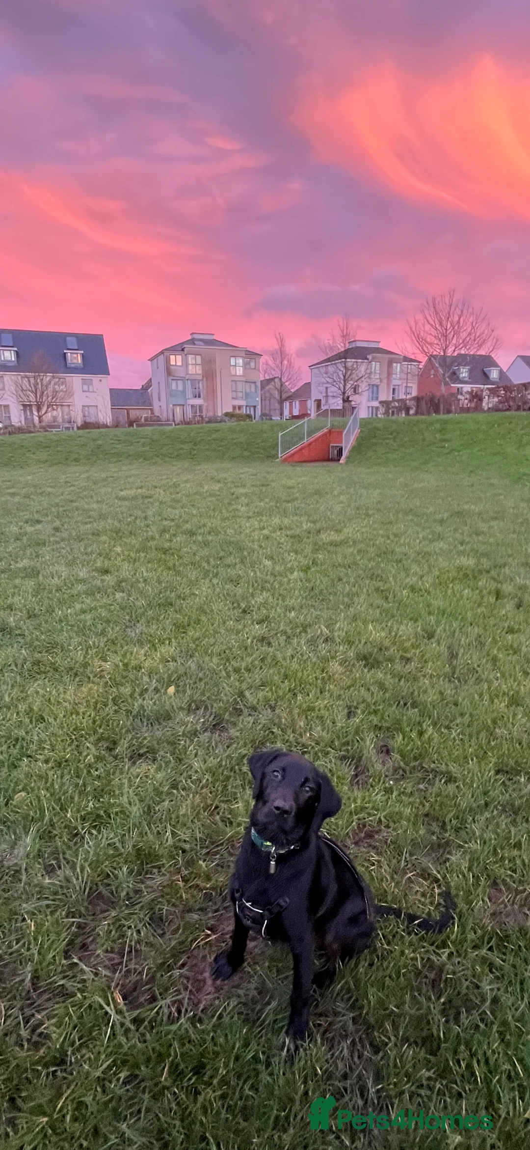 Labrador Retriever dogs for sale: Black Labrador 6 month old puppy - Advert 3