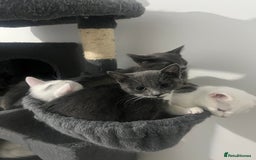 Turkish Angora cats for sale: Beautiful Kittens Looking for Their Forever Homes - Advert 5