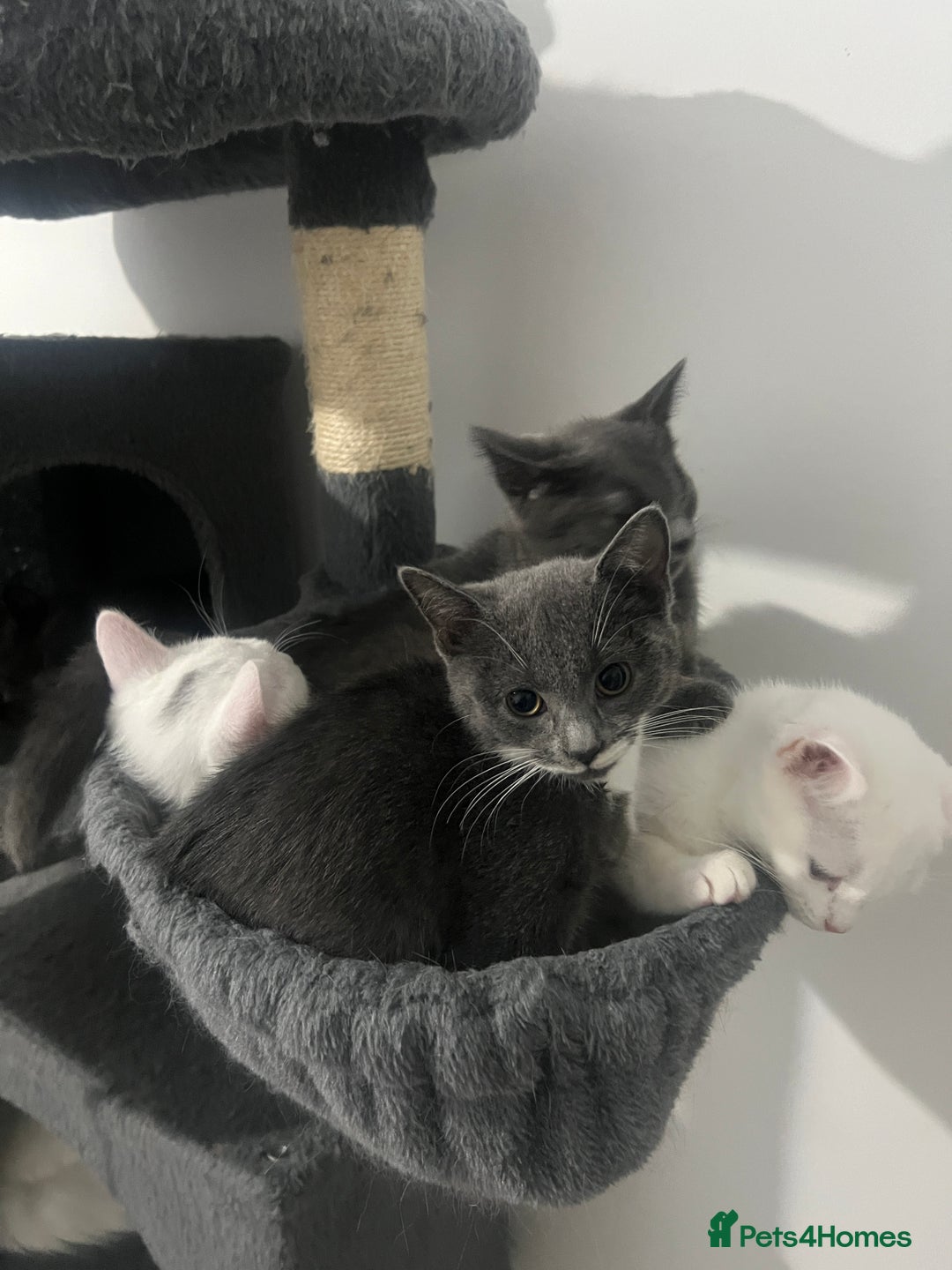 Turkish Angora cats for sale: Beautiful Kittens Looking for Their Forever Homes - Advert 5