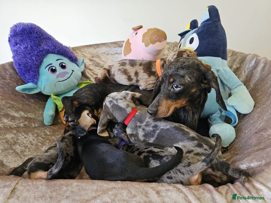 Dachshund dogs for sale: Charming Mini Dachshund Puppies  - Advert 3