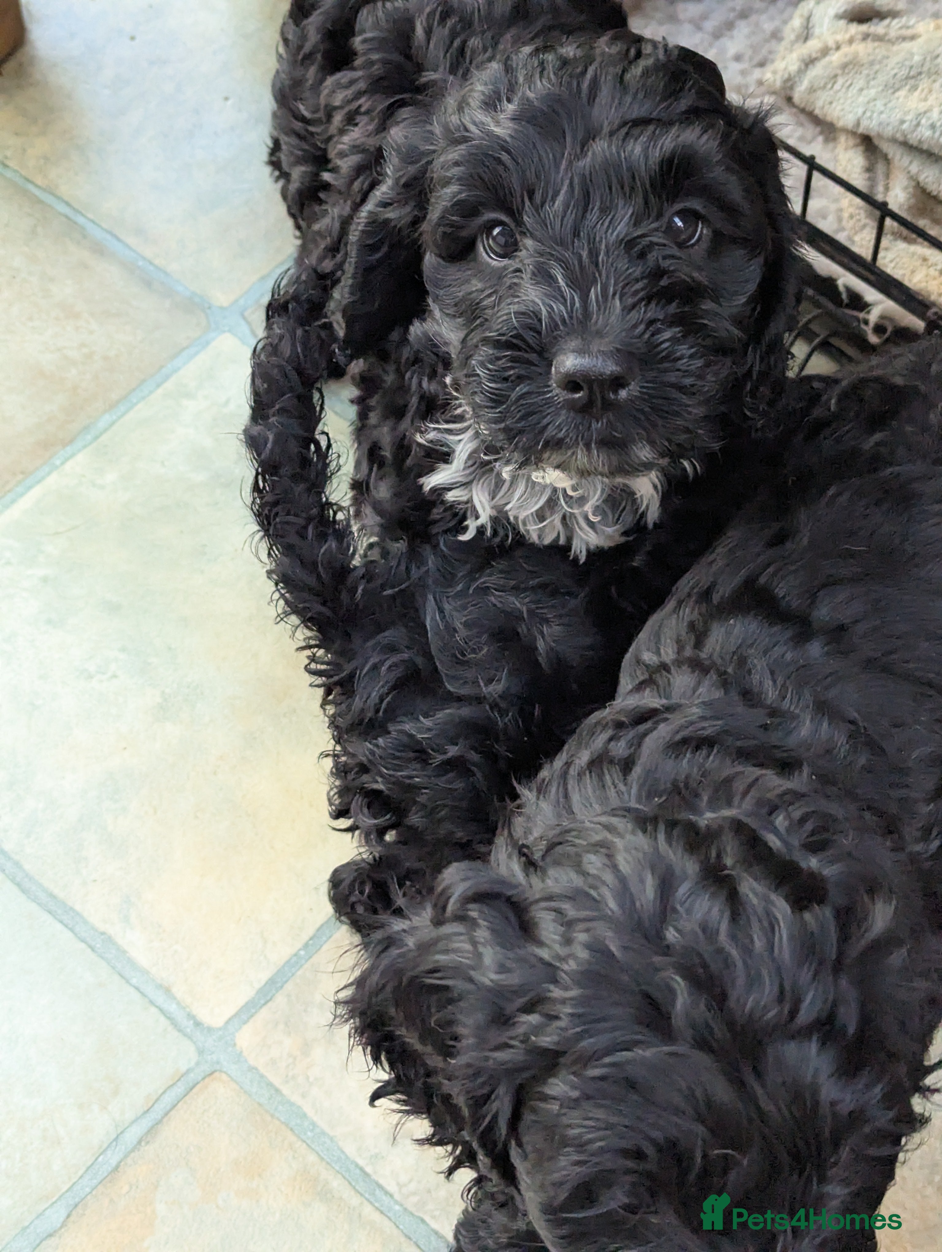 Cockapoo dogs 3 very loving F 1 show, cockapoo puppies. - Advert 5