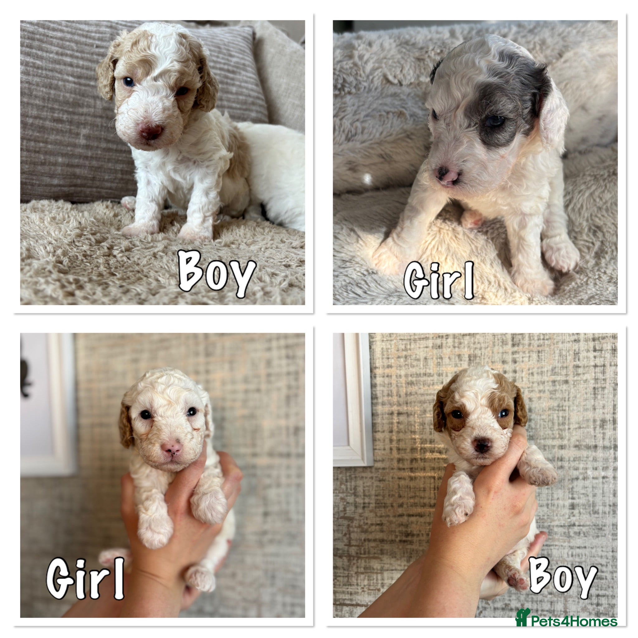Cavapoo dogs Stunning extensively health tested cavapoo pups - Advert 12